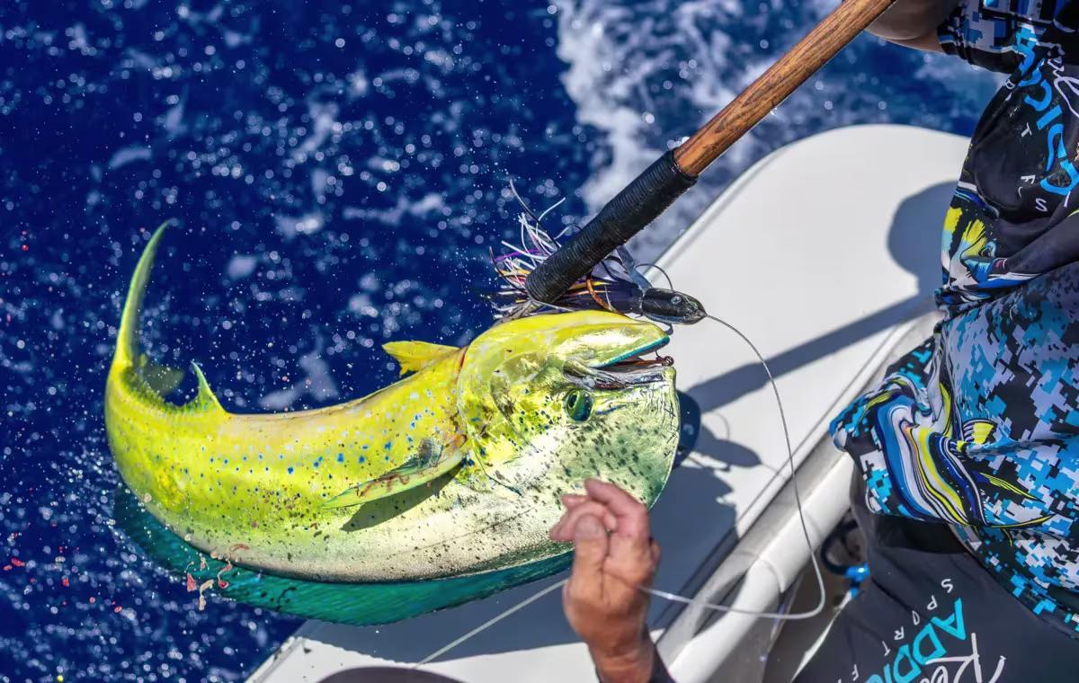 Mahi Mahi