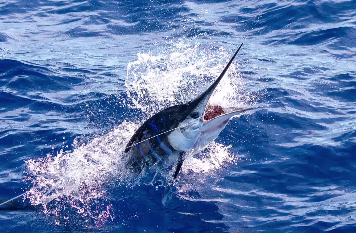 Striped Marlin