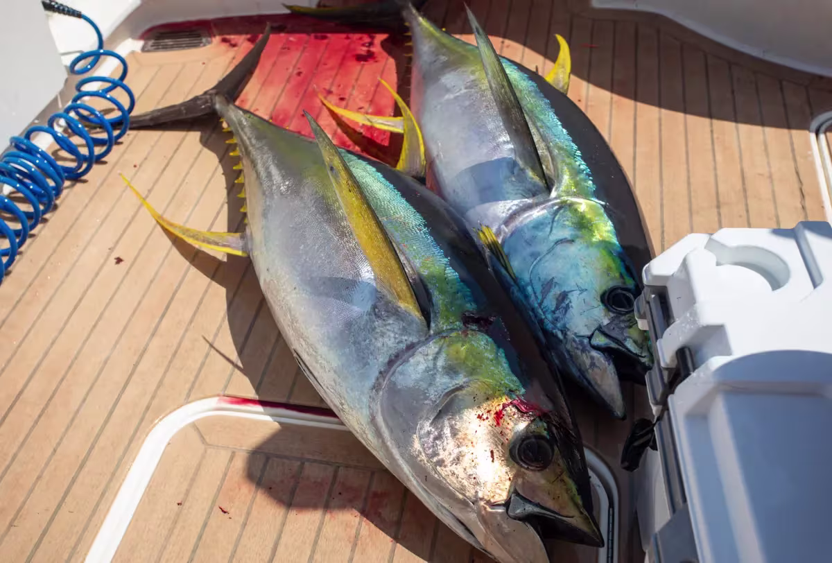 Yellowfin Tuna