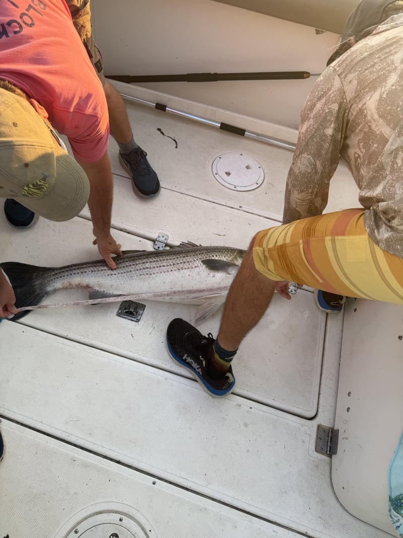 A large striped bass laid across the deck of the boat alongside two anglers