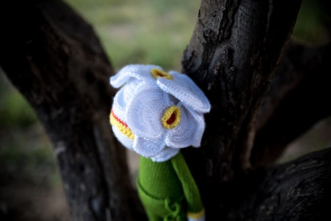 Ollie the Orchid - Image 4