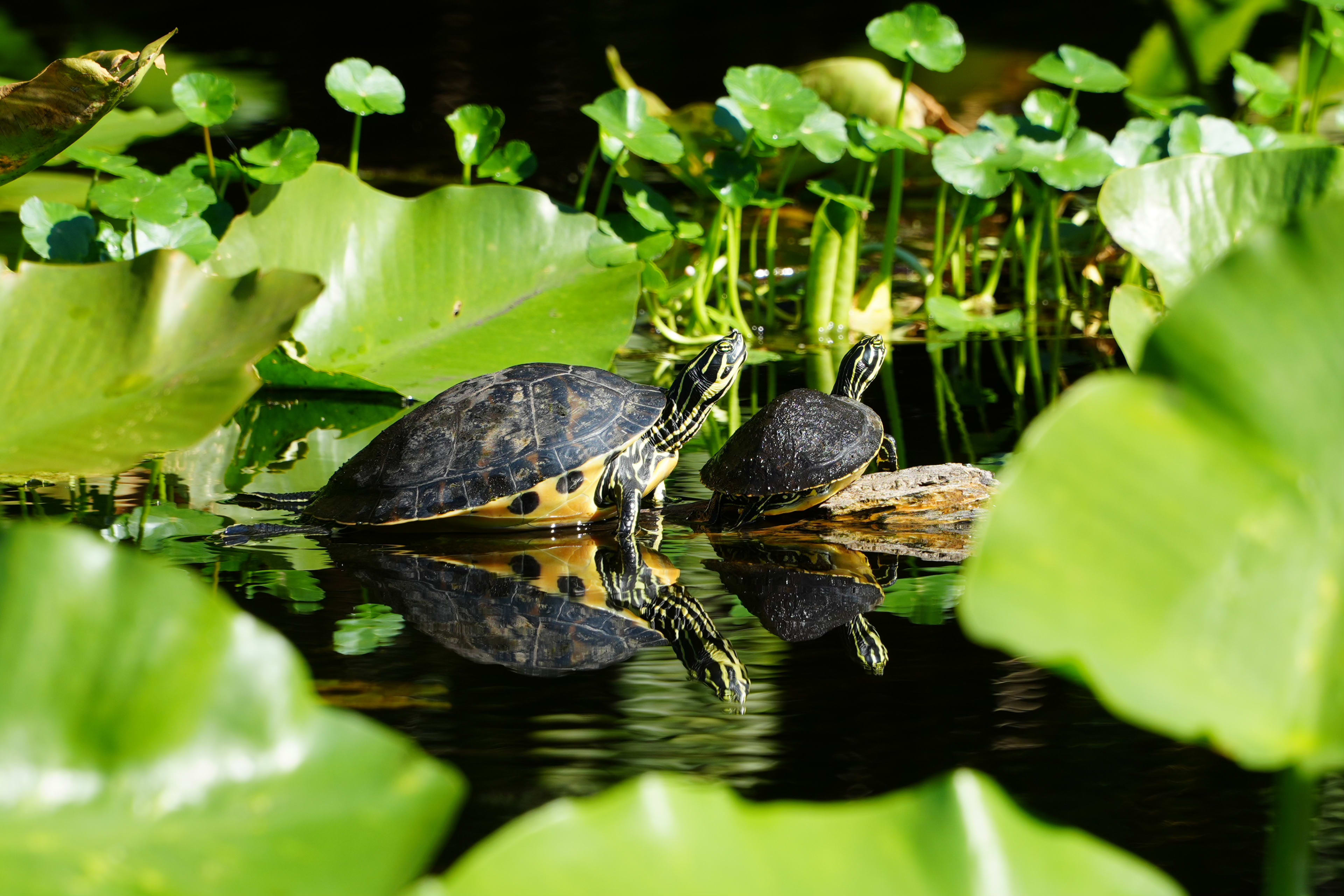 Turtles Tanning
