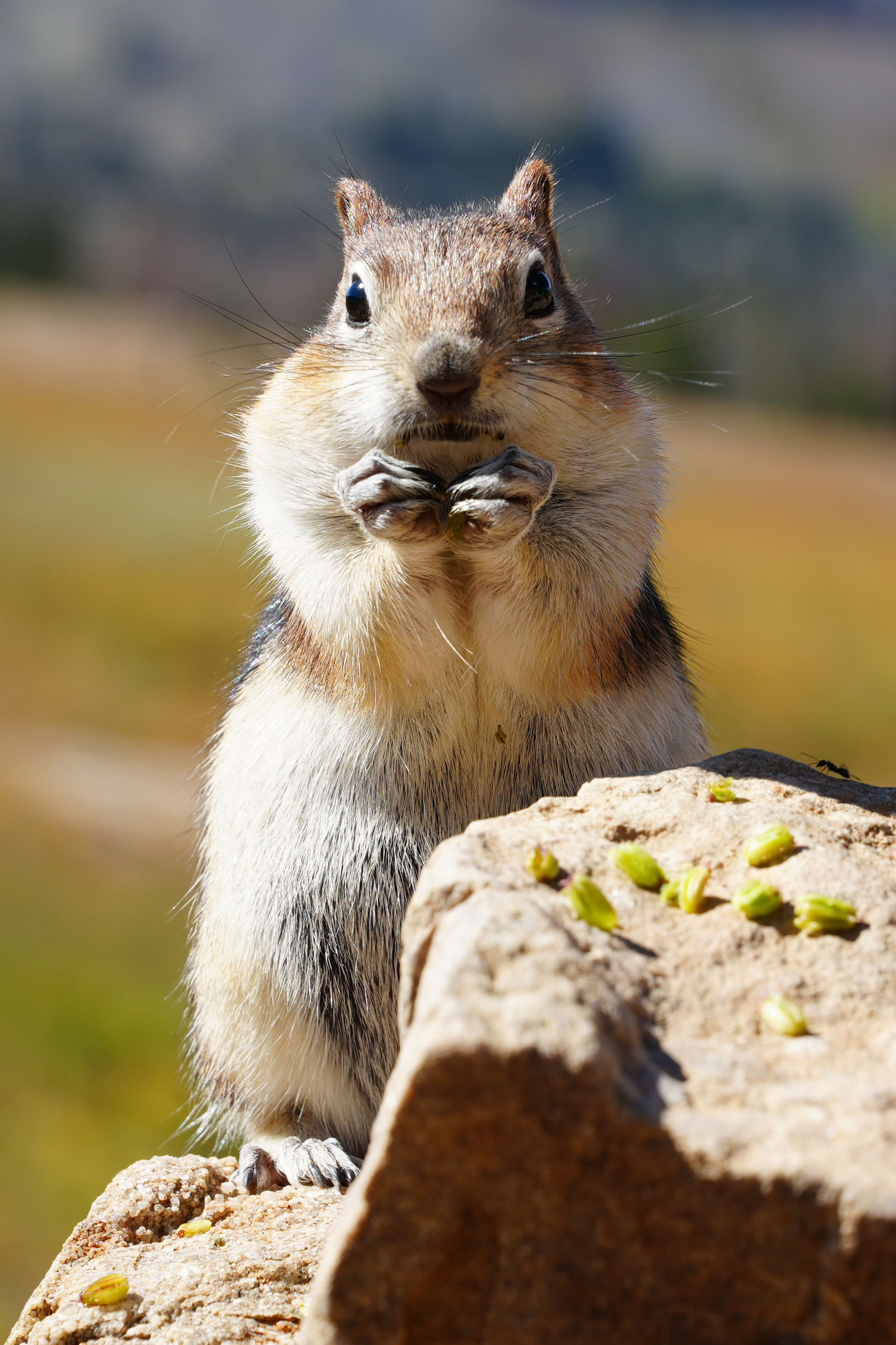 Golden-mantled ground squirrel