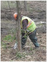 R and R Dumpster and Roll-Off Service- Cutting down a tree