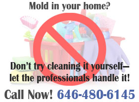 mold in your home graphic