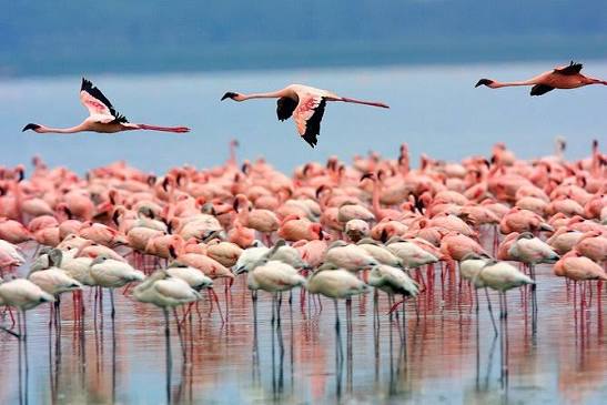 Nakuru