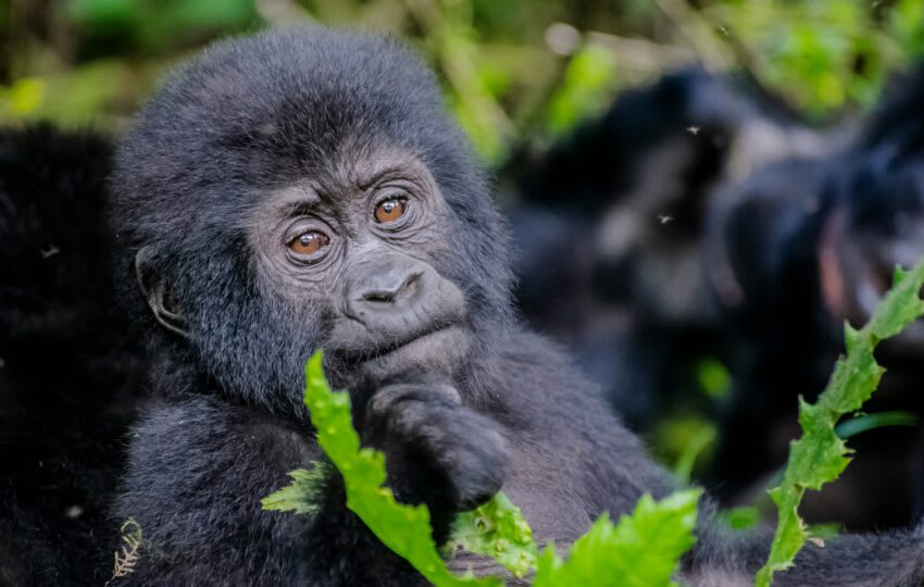 Bwindi Impenetrable Forest