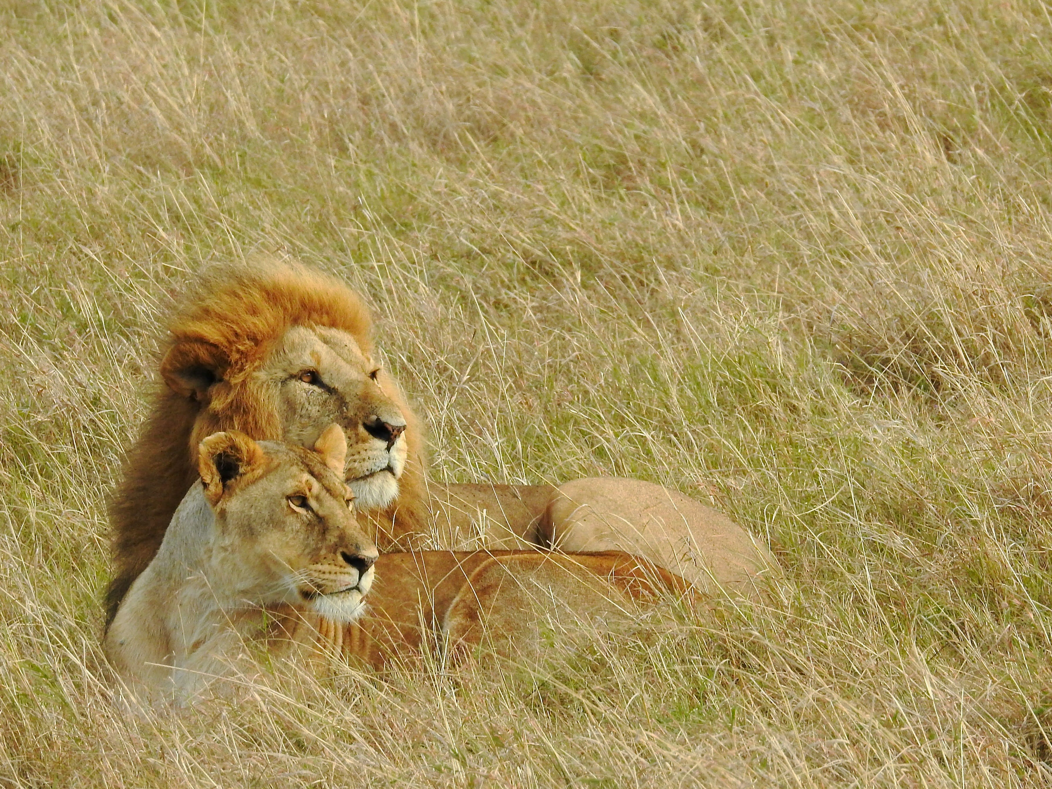 5 Days Kenyan Classic Safari: Naivasha & Maasai Mara Wild Experience