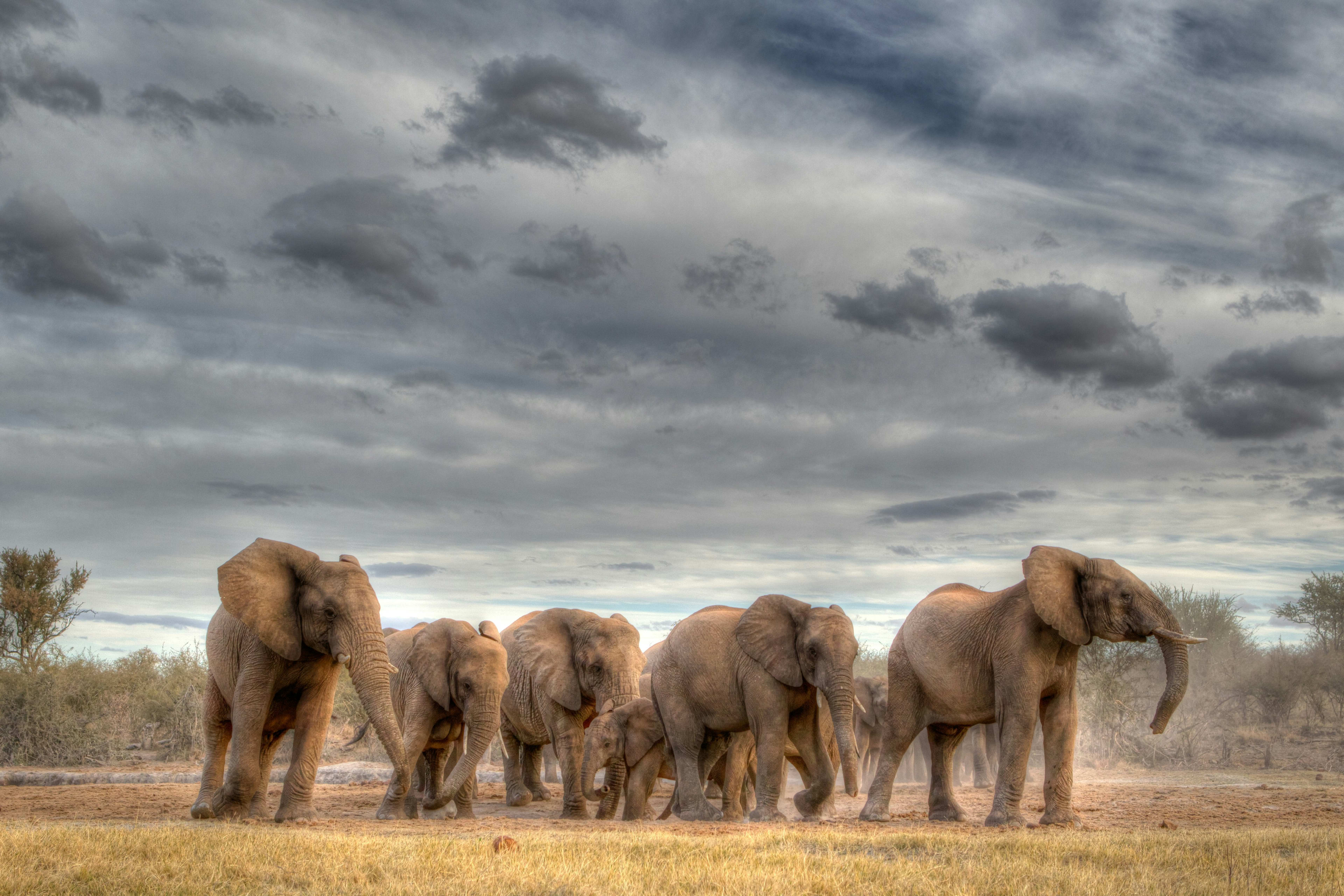 10 Days Kenyan Coast & Bush Experience