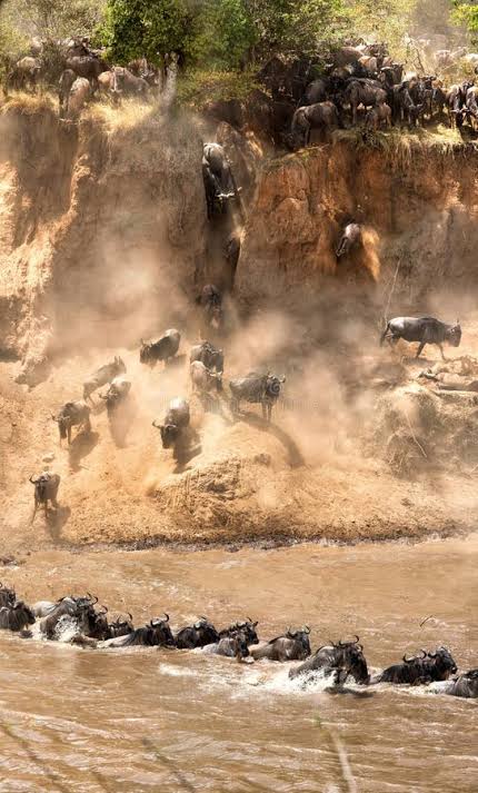 The Great Wildebeest Migration: When and Where to Watch