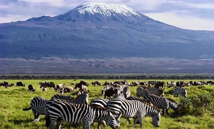 Amboseli: Elephants Against the Backdrop of Kilimanjaro