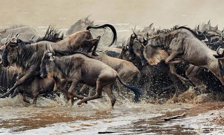 Endangered Animals in Kenya: A Conservation Update