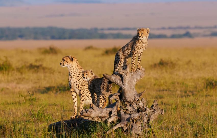 3 Days, 2 Nights Maasai Mara Easter Weekend Group Joining Safari