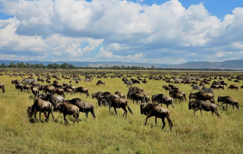 3 Days Maasai Mara Group Joining Christmas Safaris thumbnail 3