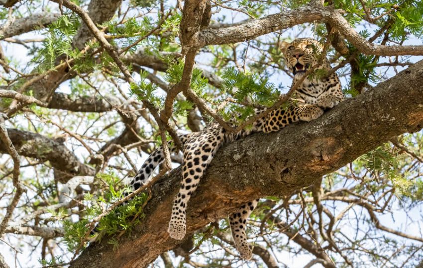 3 Days Samburu Christmas Safari Packages thumbnail 2