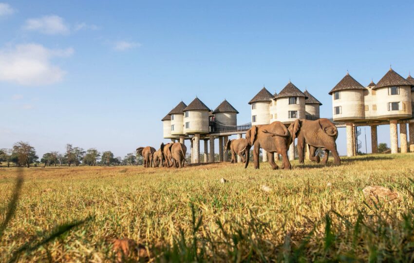 3 Days Tsavo Christmas Safari Packages