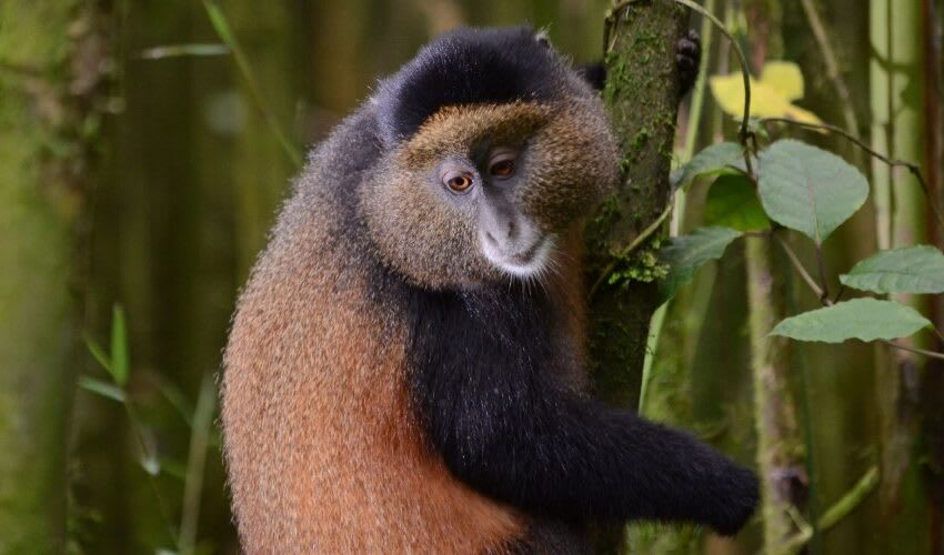 5 Days, 4 Nights Rwanda Christmas Holiday Packages thumbnail 2