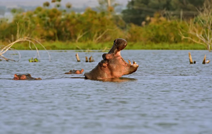 Lake Naivasha Christmas Holidays Packages thumbnail 3