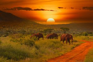 Tsavo Retirement Safari Packages thumbnail 4