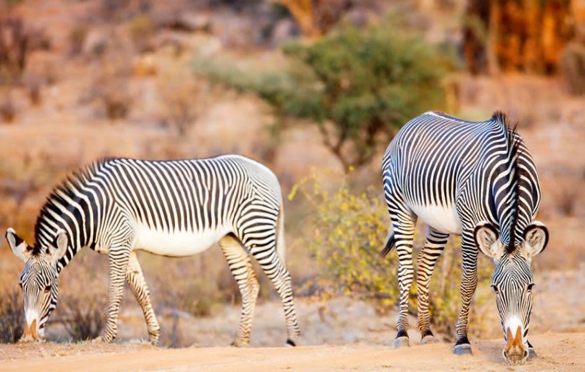 10 Days 9 Nights Samburu, Aberdares, Lake Naivasha, Maasai Mara, Kericho, Lake Nakuru & Ngong Kibiko