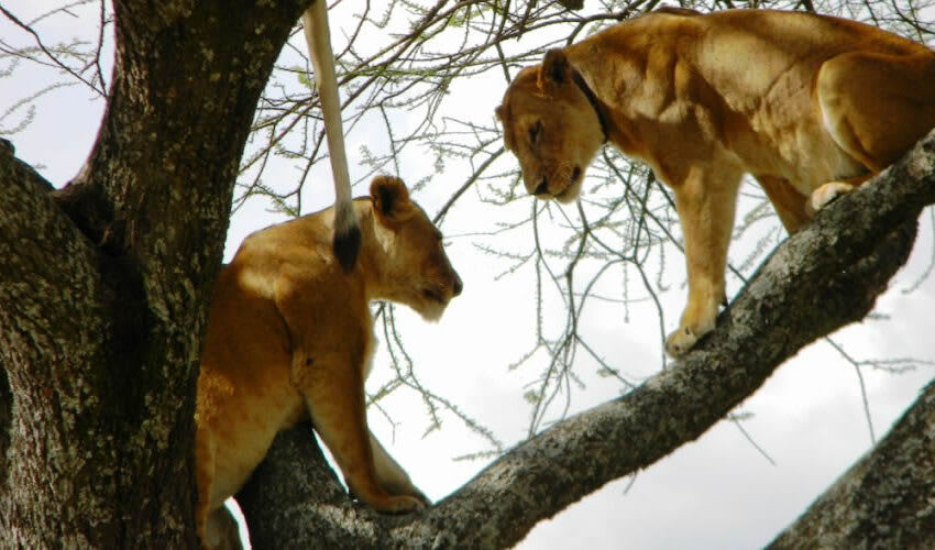 8 Days 7 Nights — Arusha, Lake Manyara, Serengeti, Ngorongoro Crater & Tarangire thumbnail 3