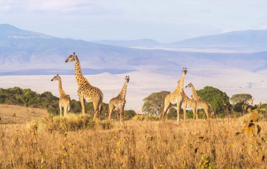 8 Days 7 Nights Tanzania Experience With Materuni Cultural Tour