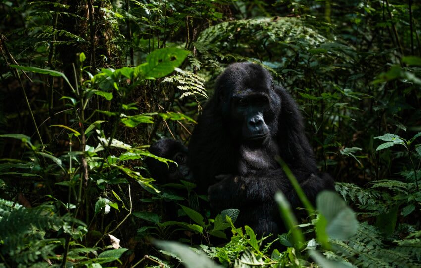 8 Days Experience Gorillas, Chimps And Big 5 Game Drives thumbnail 3
