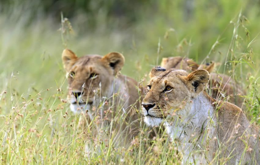Combine Safari & Beach In Kenya, Tanzania & Zanzibar thumbnail 2