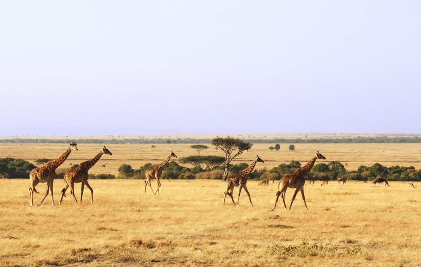 Combine Safari & Beach In Kenya, Tanzania & Zanzibar thumbnail 3