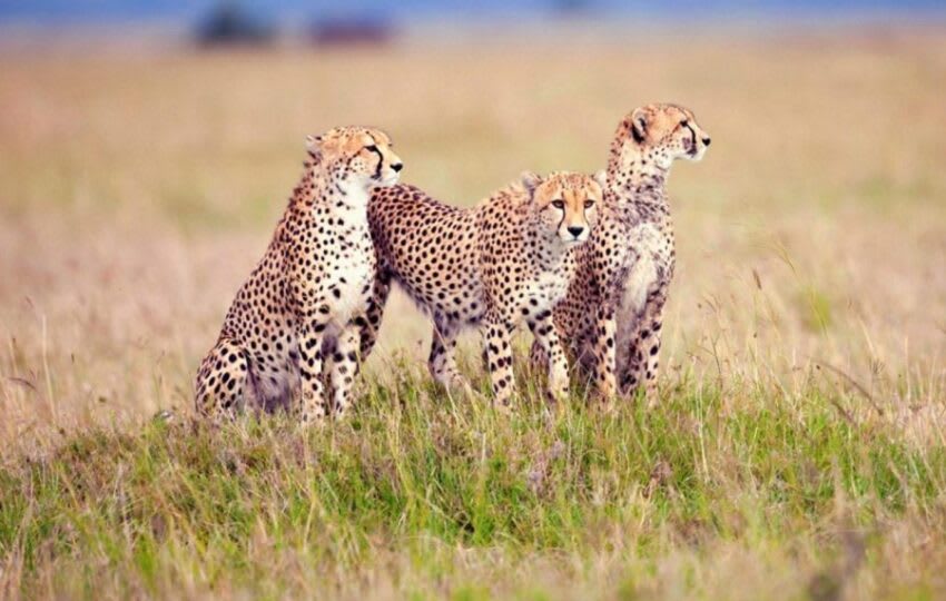 Discover Kenya & Tanzania in 10 Unforgettable Nights thumbnail 5