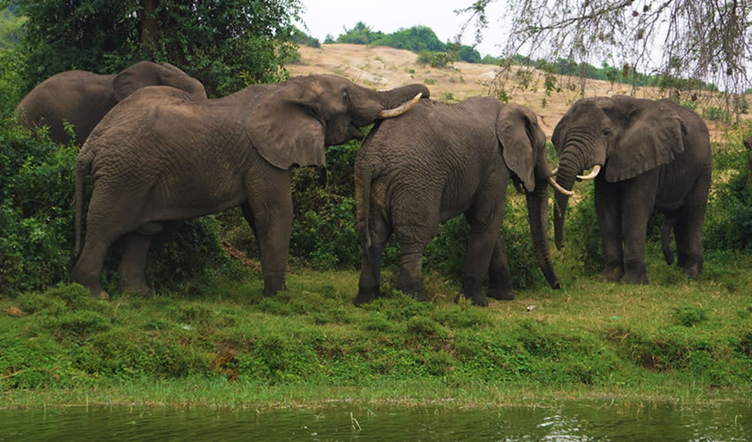 Rwanda 5 Days 4 Nights thumbnail 4