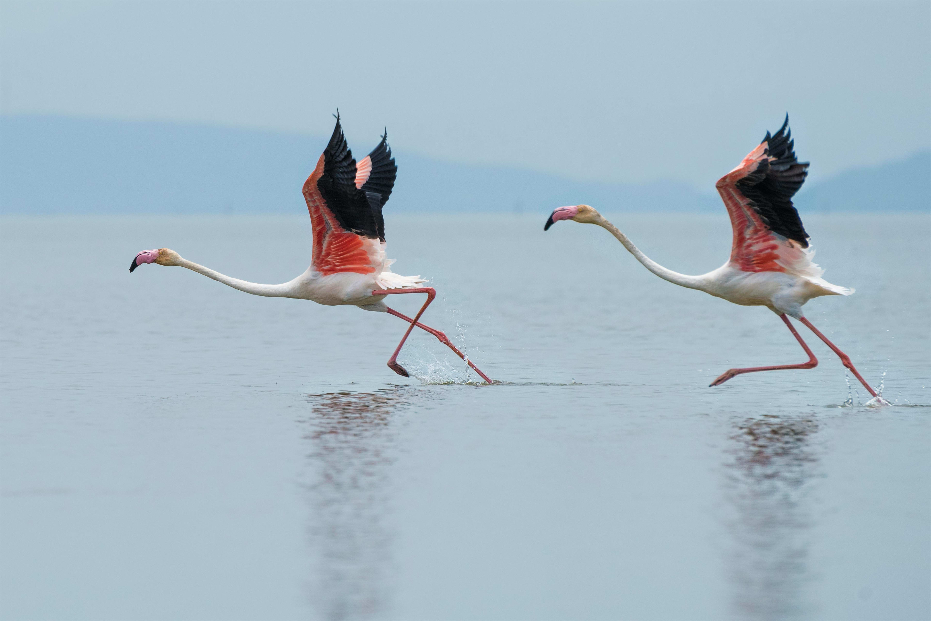 Kenya's Rift Valley Soda Lakes: A Guide to Flamingo Country