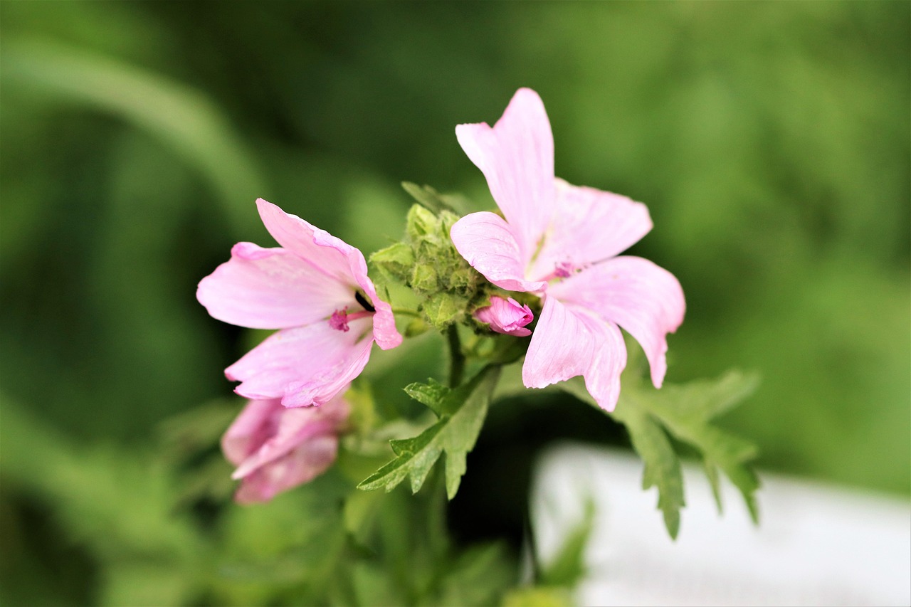 Elon Musk and SpaceX rocket discussed in NASA Artemis III moon mission controversy