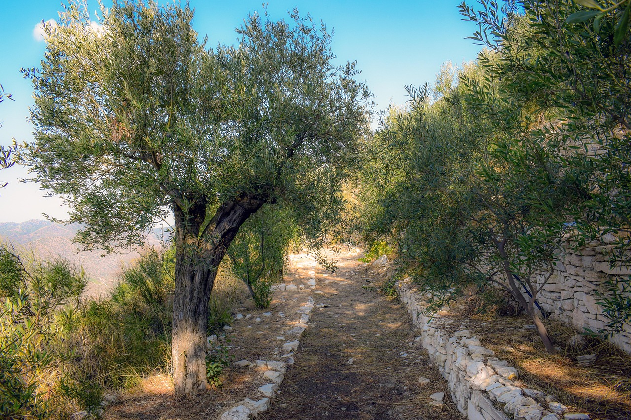 Uprooted olive trees and damaged farmland in southern Lebanon border zones - Lebanon olive agriculture destruction