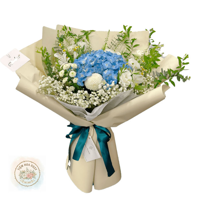 Cẩm Tú Cầu Blue