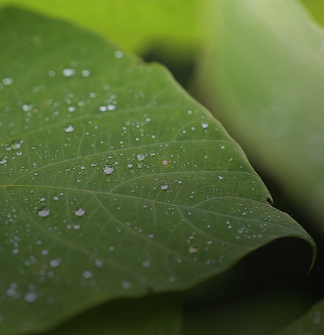 Metropolitan Forestry Services Logo on a green leaf
