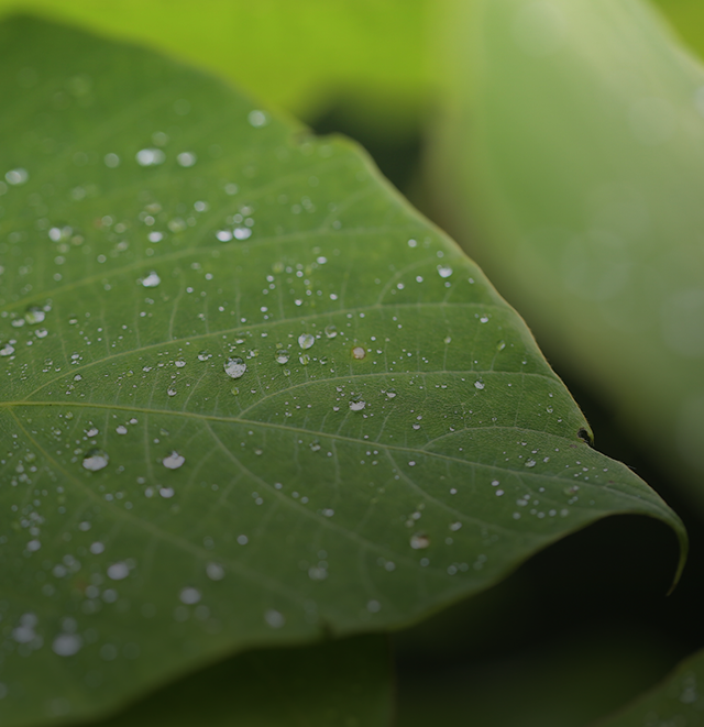 Metropolitan Forestry Services Logo on a green leaf