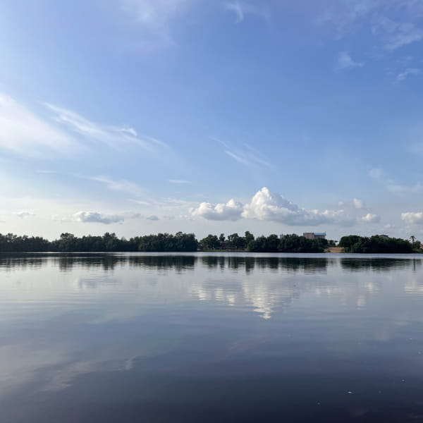Vegetation on the banks of a river