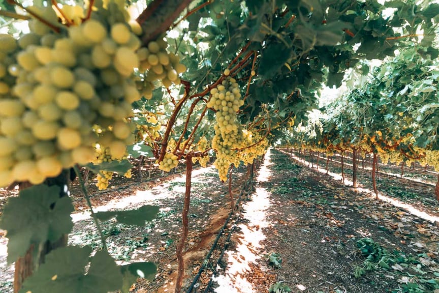 Grapes on a vine in plantation