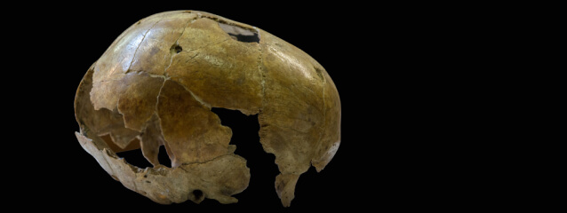 skull