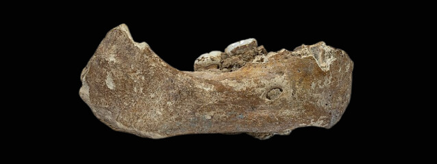 skull