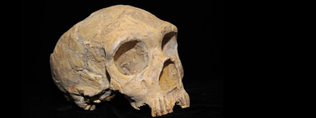 skull