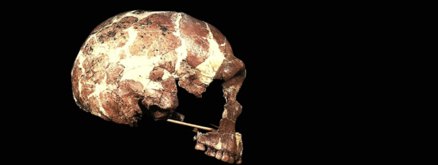 skull