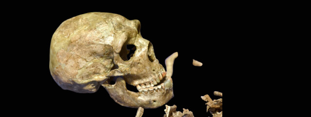 skull