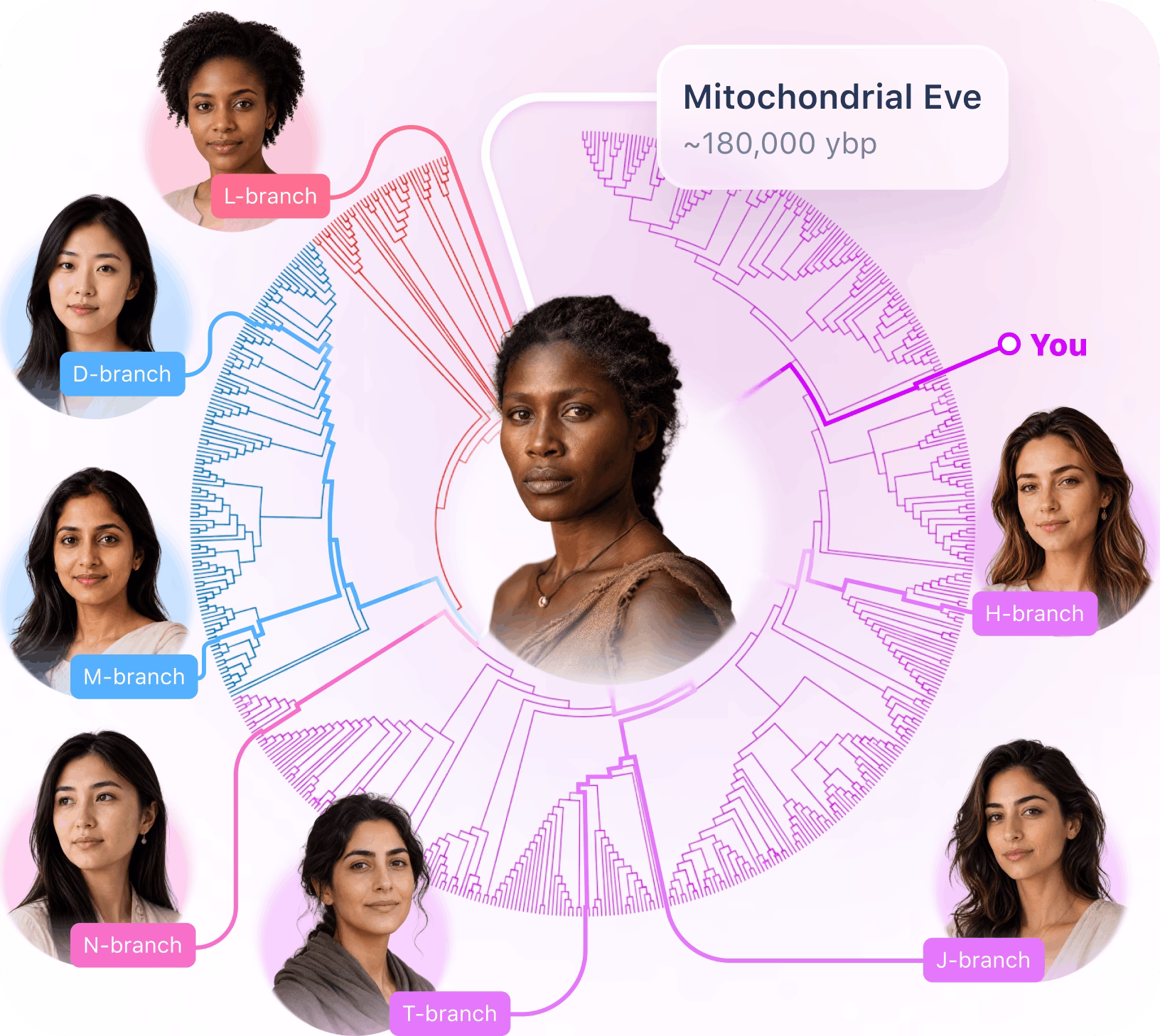 mtDNA lineage tree illustration