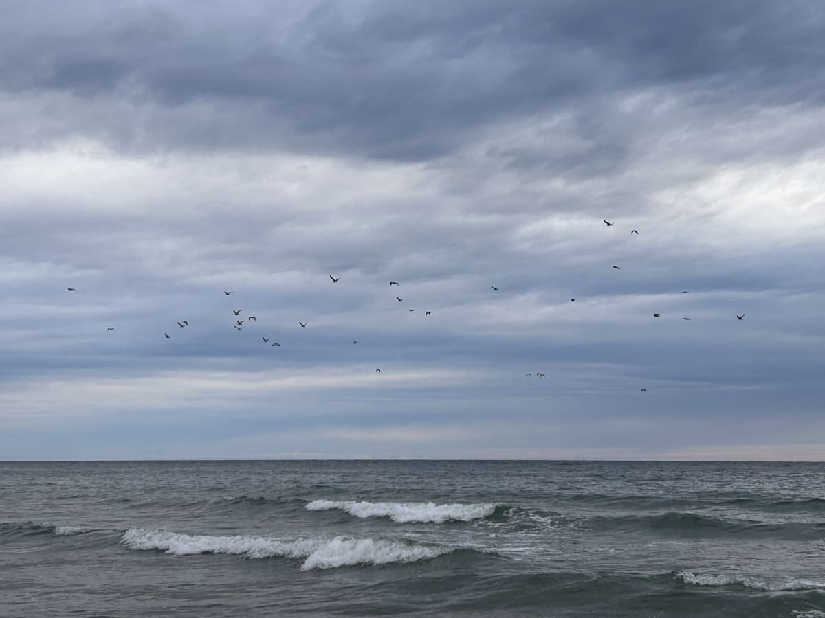 Birds in flight beneath layered clouds.