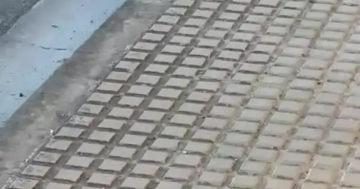 Una serpiente regurgita varias crías de rata tras un episodio de estrés en una carretera de Ibiza