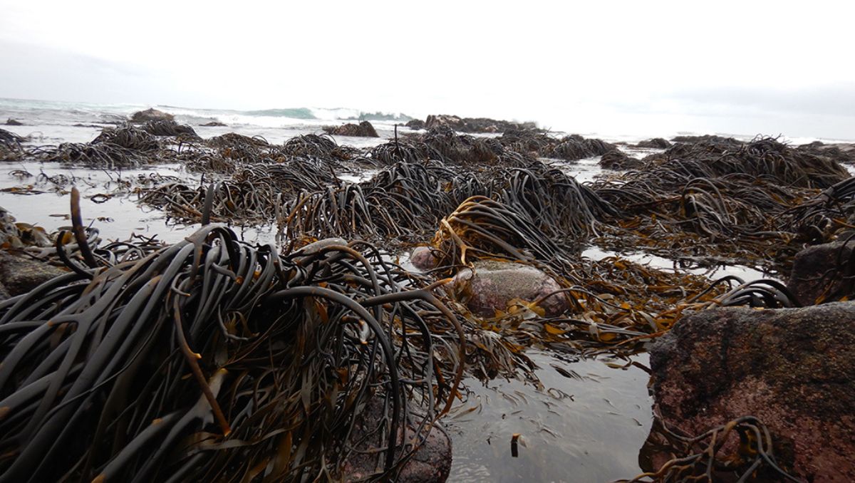 Estudio de la U. de Chile muestra fuerte disminución del hábitat de macroalgas en la franja intermareal