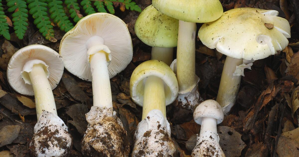 California health officials warn against foraging wild mushrooms amid record poisoning cases