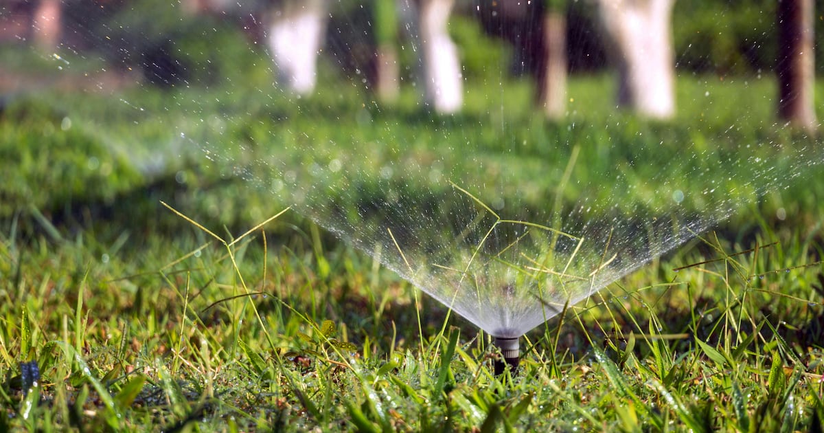 Expert Tips for Maintaining a Healthy Lawn During Summer Heat and Dry Conditions
